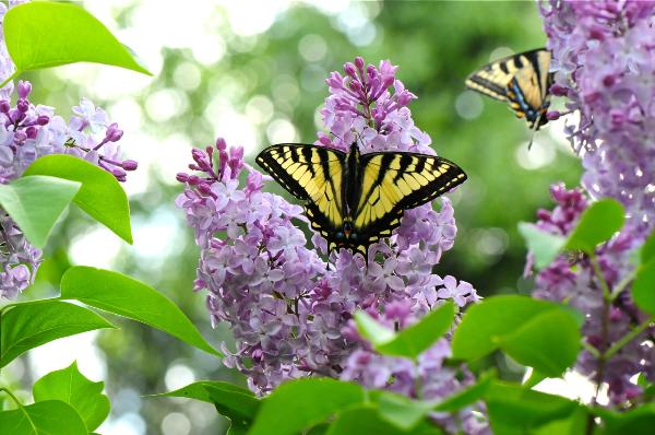 Photo of Papilio canadensis by <a href="http://www.adventurevalley.com/larry">Larry Halverson</a>